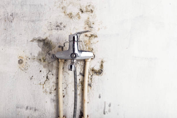 Best Preventive Mold Services in Northbrook, IL