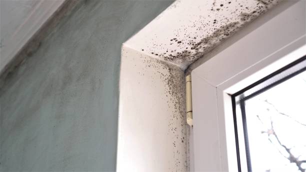 Best White Mold Remediation in Northbrook, IL