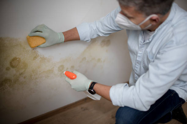 Best White Mold Remediation in Northbrook, IL