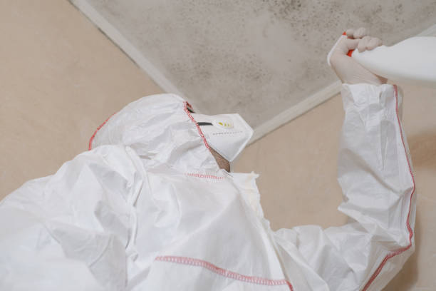 Best Bathroom Mold Remediation in Northbrook, IL